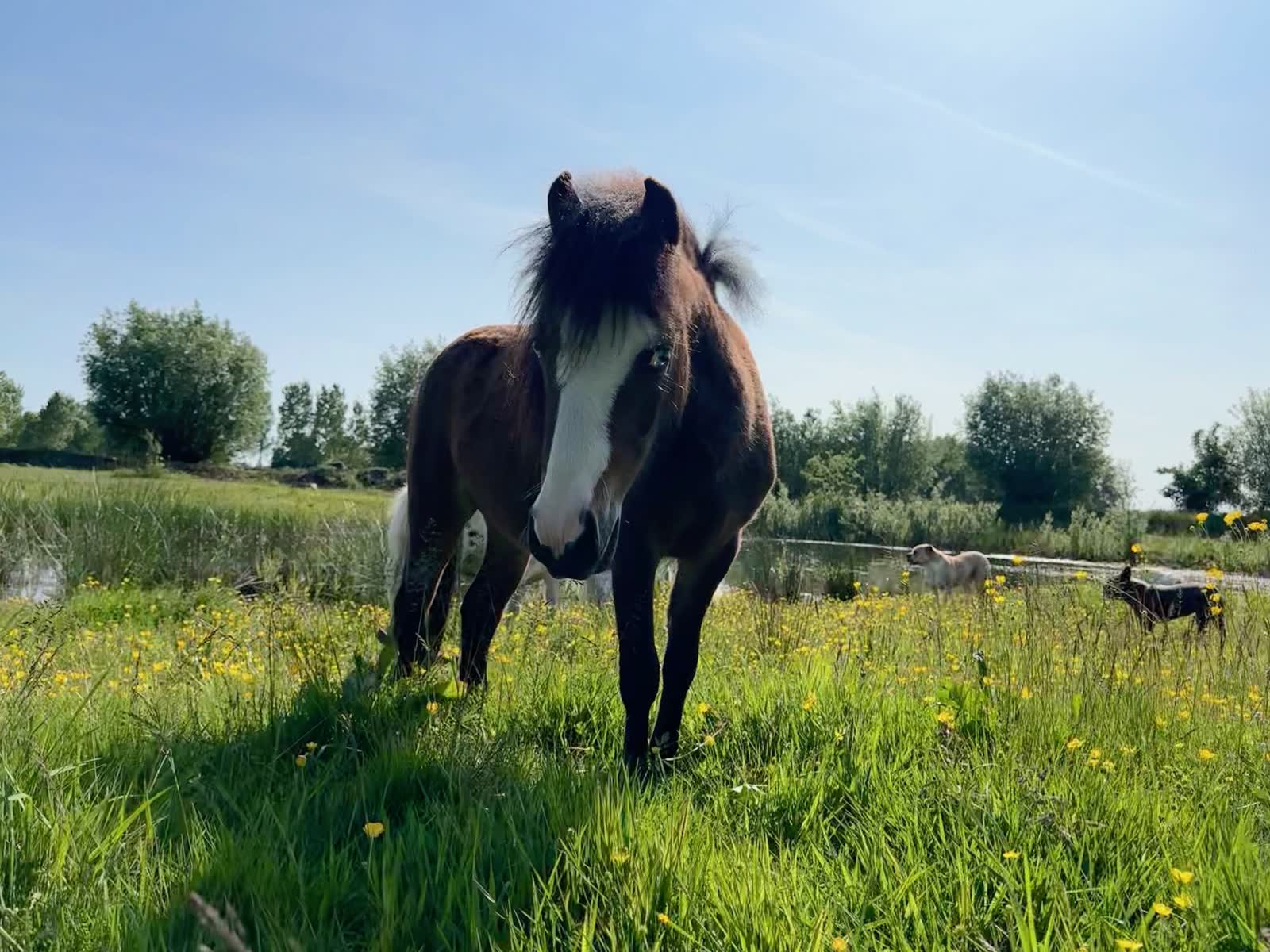 De hoeve van Wauw dit ben ik!