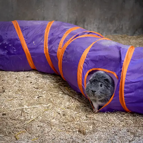 Cavia's