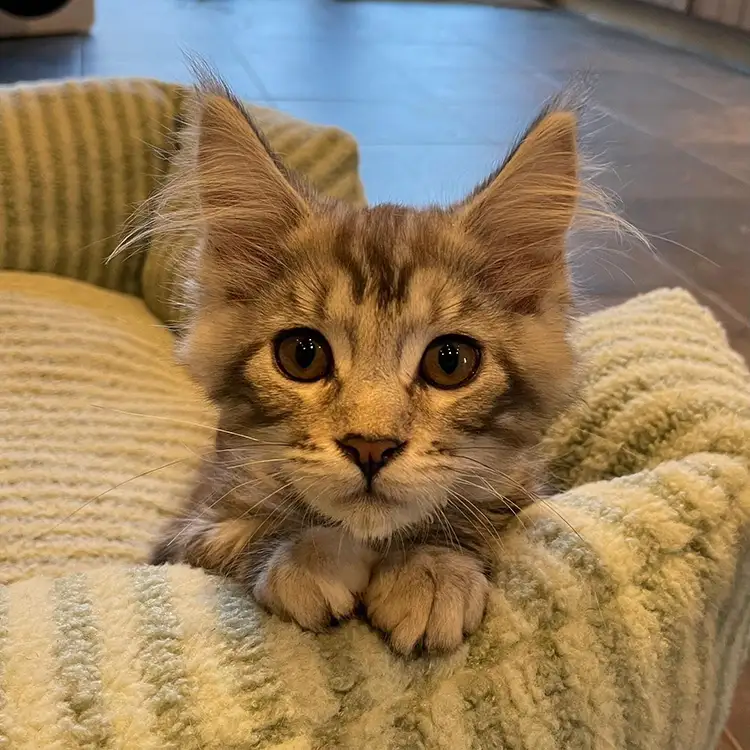 Katootje