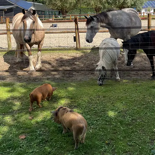 Peppa & George